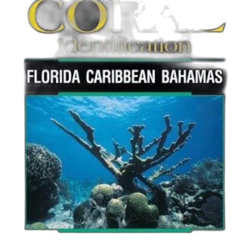 book, cover, titled, coral transparent PNG cut-out