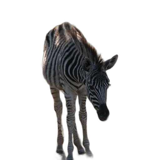 animal, creature, staff, dragon transparent PNG cut-out