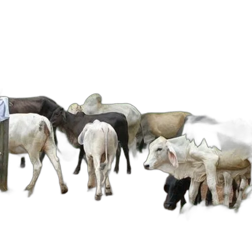 animal, 3d render, concept art, photorealistic transparent PNG cut-out