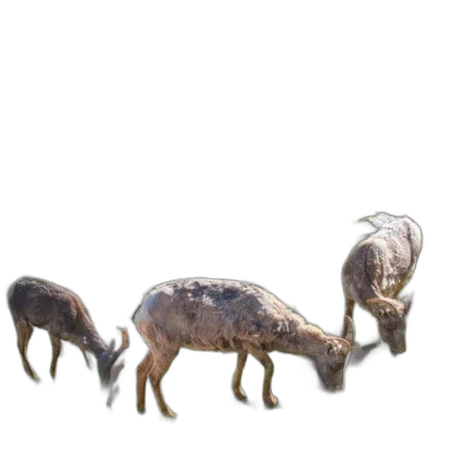 animal, creature, dragon, jewelry transparent PNG cut-out