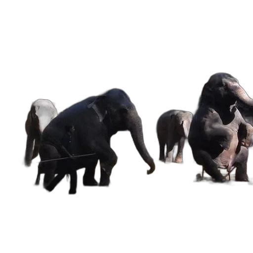 animal, creature, dragon, 3d render transparent PNG cut-out