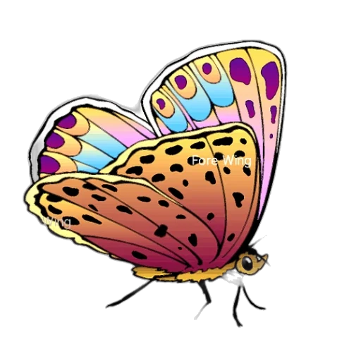 animal, crown, creature, jewelry transparent PNG cut-out