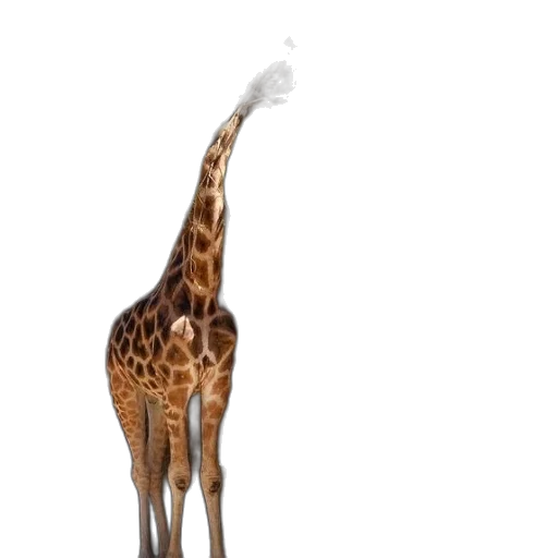animal, creature, staff, hat transparent PNG cut-out