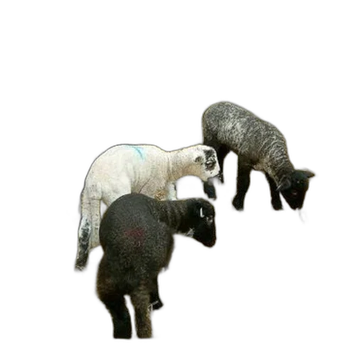 animal, staff, 3d render, concept art transparent PNG cut-out