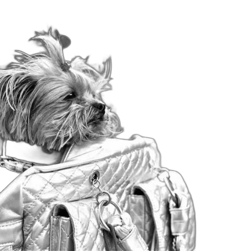 jacket, animal, face, creature transparent PNG cut-out