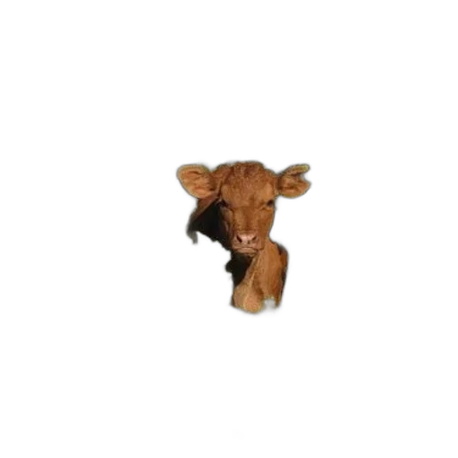 animal, jewelry, food, crown transparent PNG cut-out