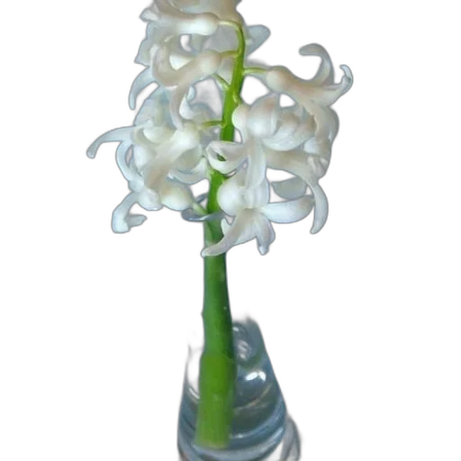 flower, staff, crown, jewelry transparent PNG cut-out