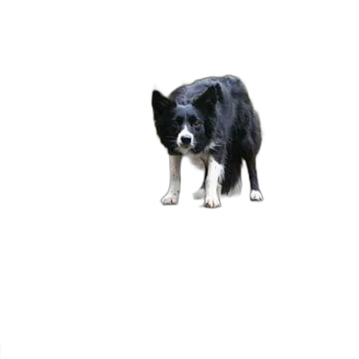 animal, creature, staff, face transparent PNG cut-out