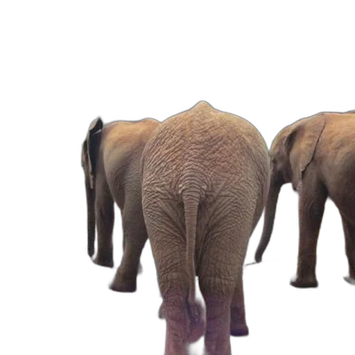 animal, creature, 3d render, concept art transparent PNG cut-out