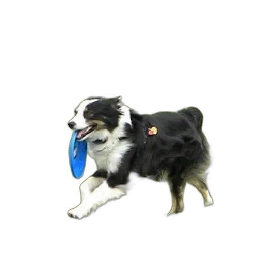 staff, animal, hat, creature transparent PNG cut-out