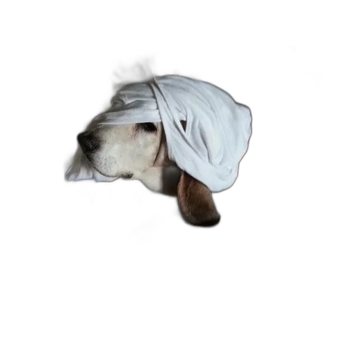 hat, jacket, animal, staff transparent PNG cut-out