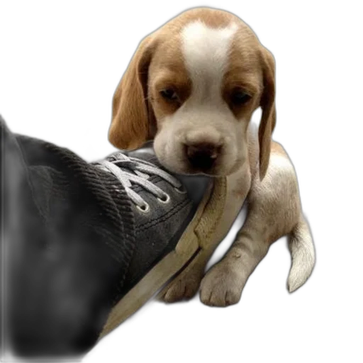 shoes, weapon, animal, staff transparent PNG cut-out