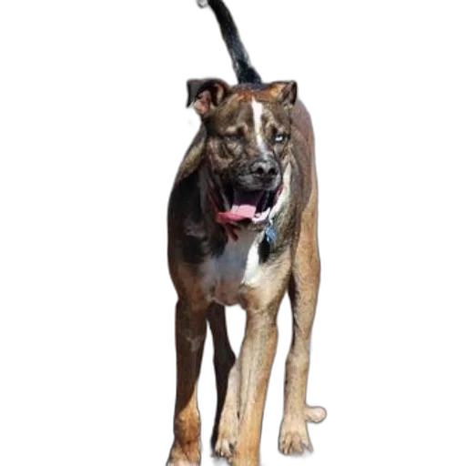 staff, animal, creature, photorealistic transparent PNG cut-out