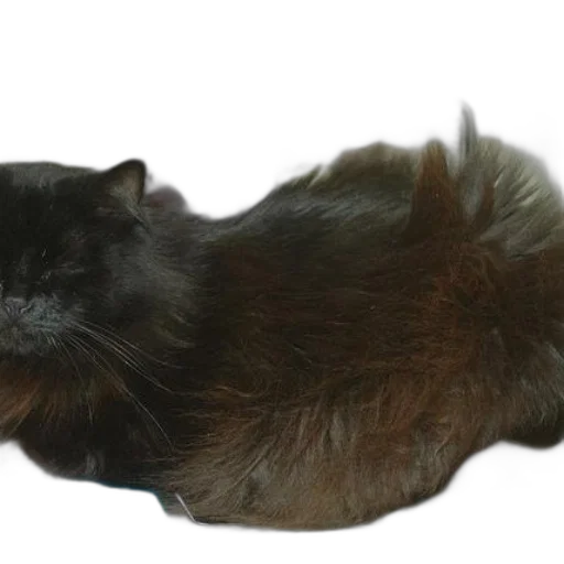 hair, animal, creature, crown transparent PNG cut-out
