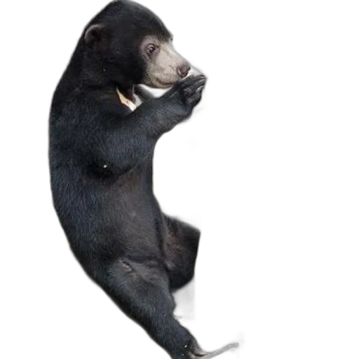 animal, creature, staff, photorealistic transparent PNG cut-out