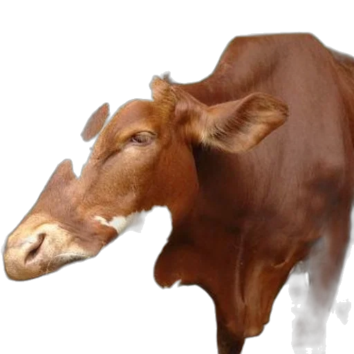 animal, face, creature, mask transparent PNG cut-out