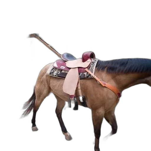 animal, weapon, staff, creature transparent PNG cut-out
