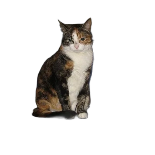 animal, staff, creature, face transparent PNG cut-out
