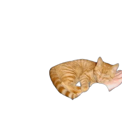 animal, shoes, creature, hat transparent PNG cut-out