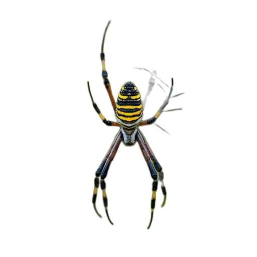 animal, creature, mask, staff transparent PNG cut-out