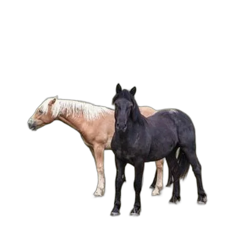 animal, furniture, creature, jewelry transparent PNG cut-out