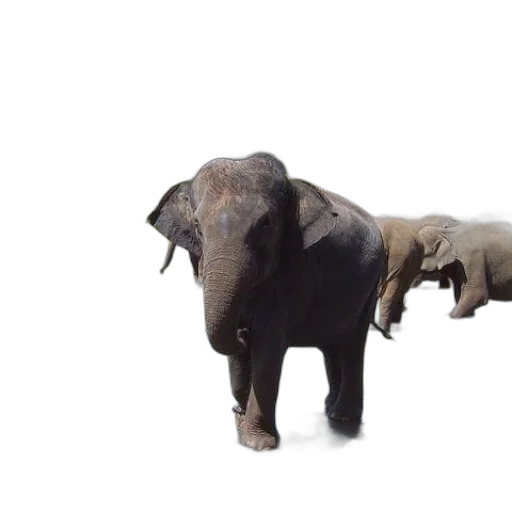 animal, creature, 3d render, concept art transparent PNG cut-out