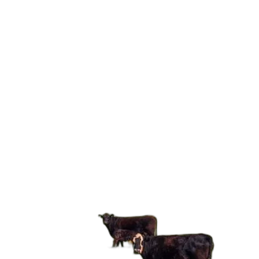 animal, furniture, food, weapon transparent PNG cut-out