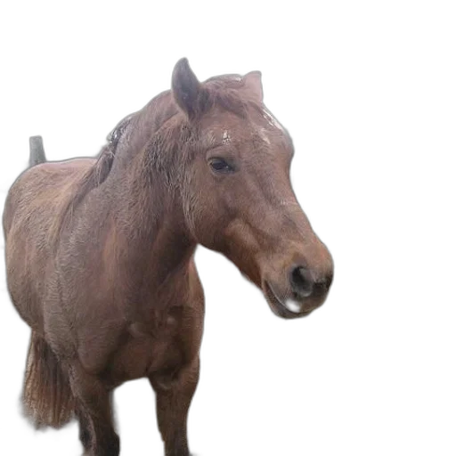 animal, creature, staff, hair transparent PNG cut-out
