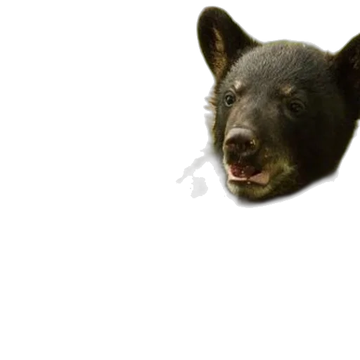 animal, creature, staff, face transparent PNG cut-out