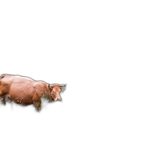 animal, creature, food, weapon transparent PNG cut-out