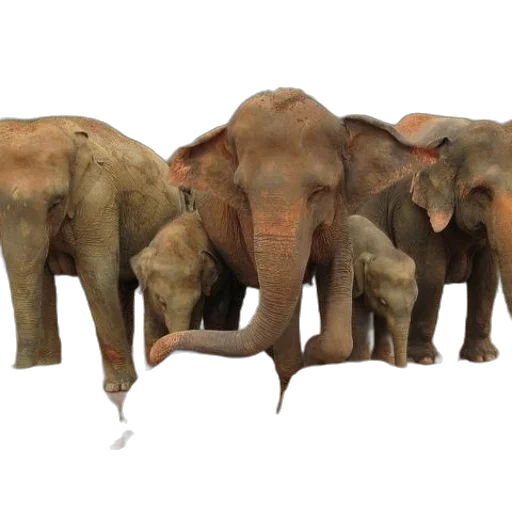 animal, 3d render, concept art, group transparent PNG cut-out
