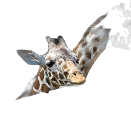 animal, creature, dragon, face transparent PNG cut-out
