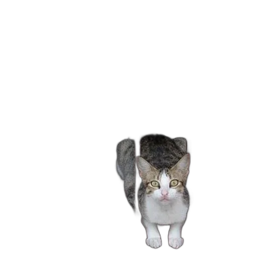 animal, staff, hat, creature transparent PNG cut-out