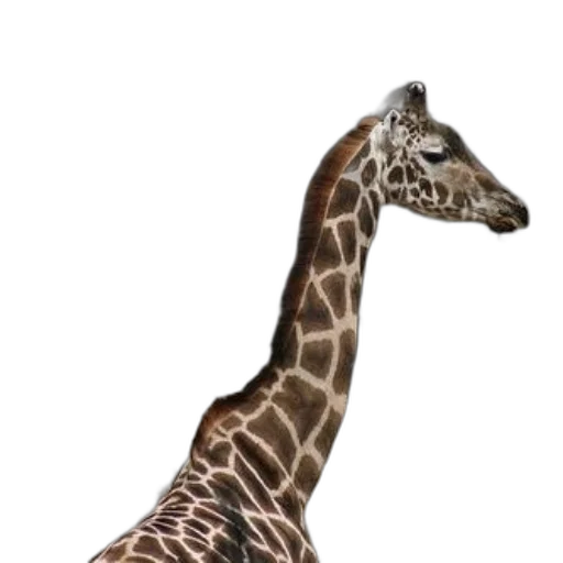 animal, creature, staff, shoes transparent PNG cut-out
