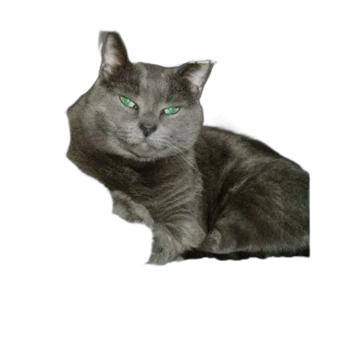 animal, staff, creature, jewelry transparent PNG cut-out