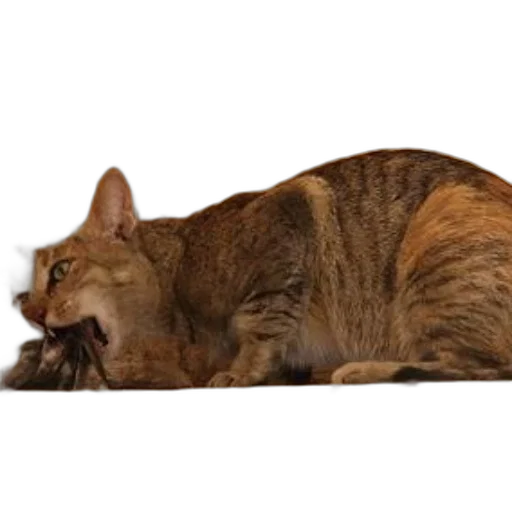 animal, creature, staff, food transparent PNG cut-out
