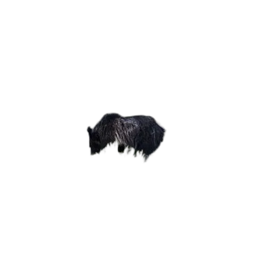 hair, animal, creature, hat transparent PNG cut-out