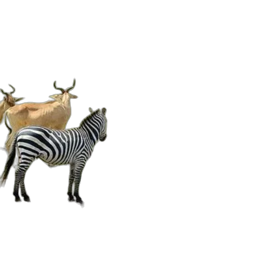 animal, jewelry, creature, crown transparent PNG cut-out