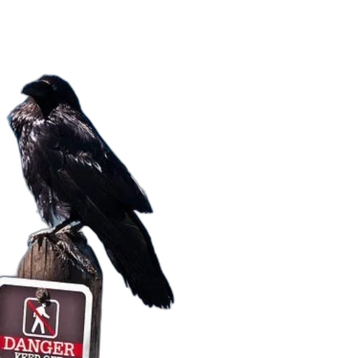 animal, staff, creature, jacket transparent PNG cut-out
