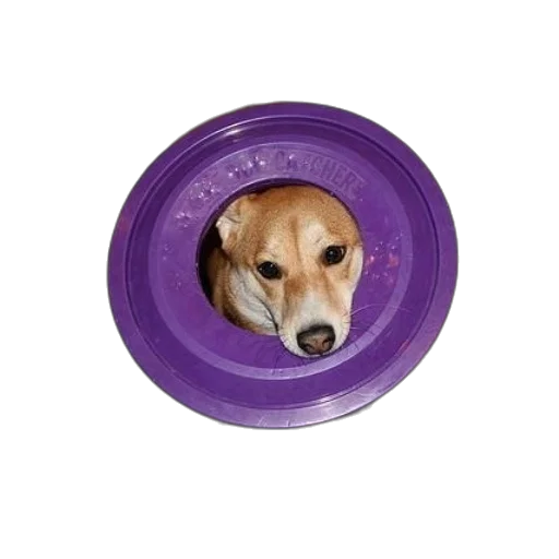 animal, hat, creature, weapon transparent PNG cut-out