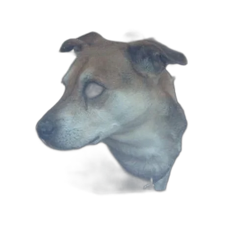 animal, creature, face, staff transparent PNG cut-out