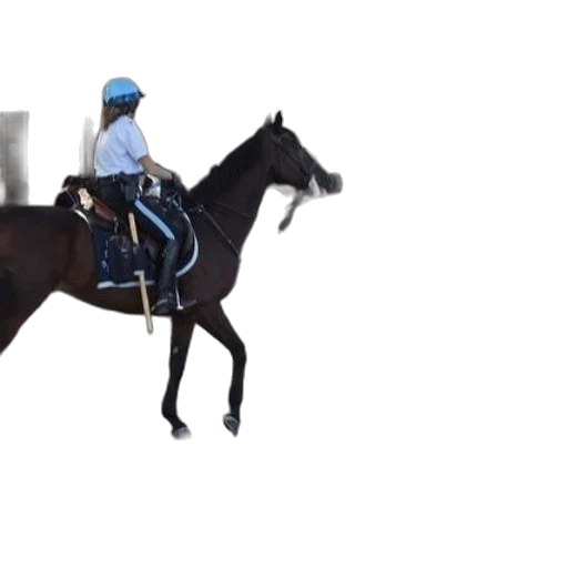 staff, police, officer, horseback transparent PNG cut-out