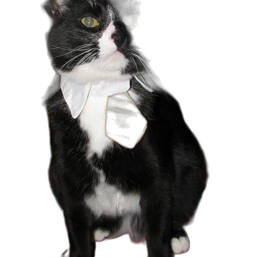 staff, animal, hat, jewelry transparent PNG cut-out