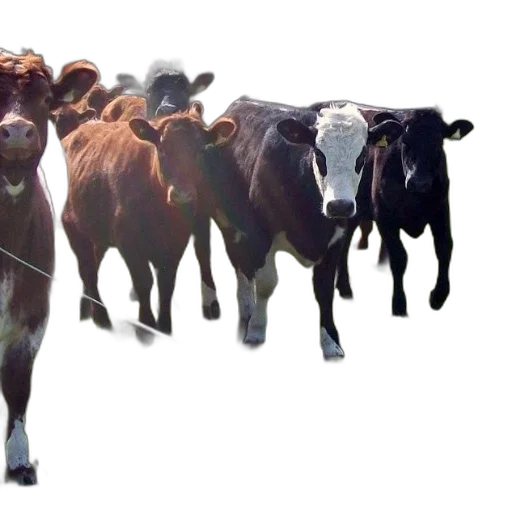 animal, concept art, photorealistic, group transparent PNG cut-out
