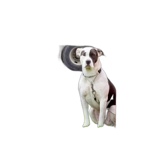 animal, staff, hat, creature transparent PNG cut-out