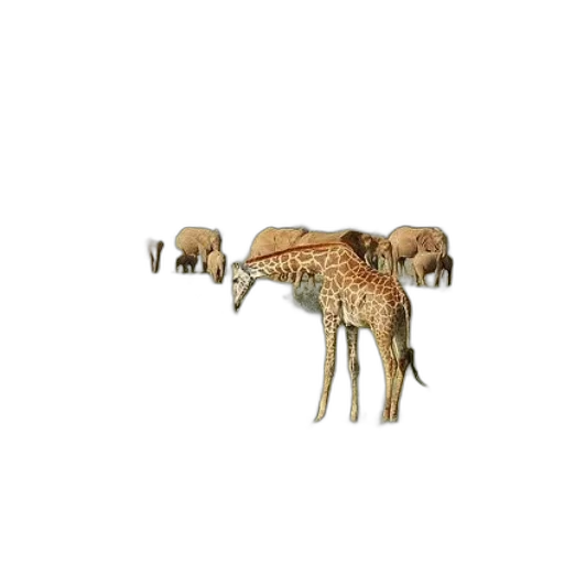 animal, furniture, creature, umbrella transparent PNG cut-out