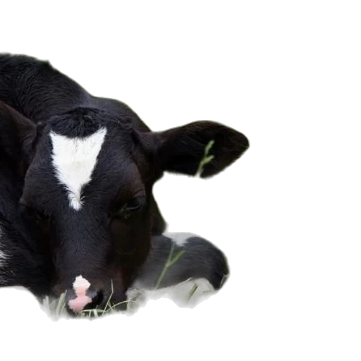 animal, food, creature, photorealistic transparent PNG cut-out