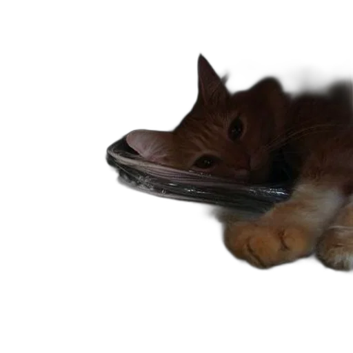 animal, creature, shoes, food transparent PNG cut-out