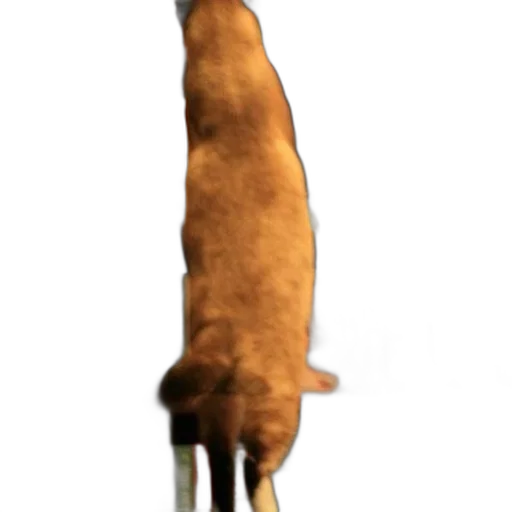 animal, staff, creature, weapon transparent PNG cut-out