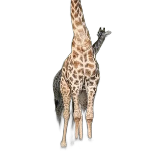 animal, creature, staff, umbrella transparent PNG cut-out